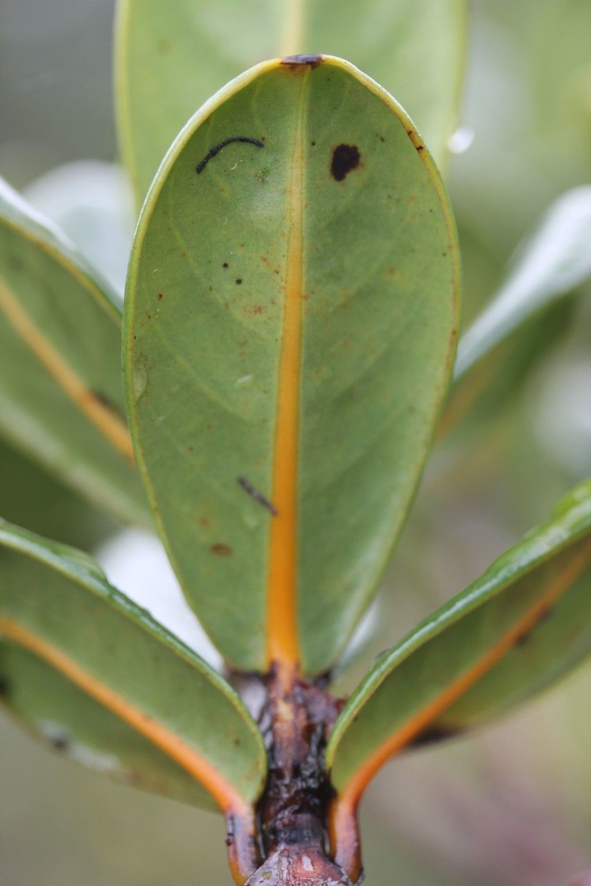 Gaertnera rotundifolia leaf