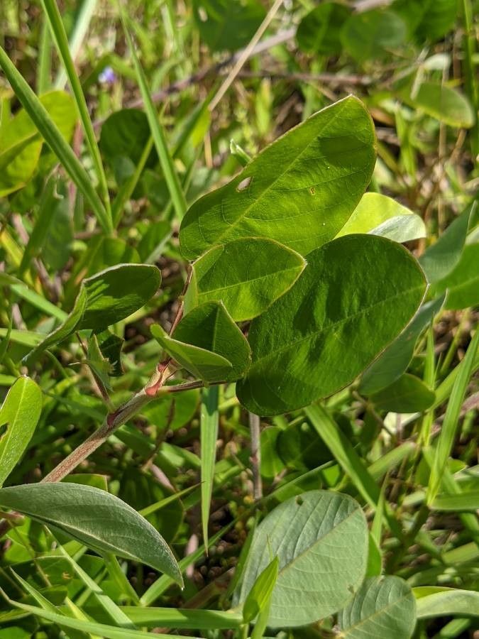 Desmodium heterocarpon leaf