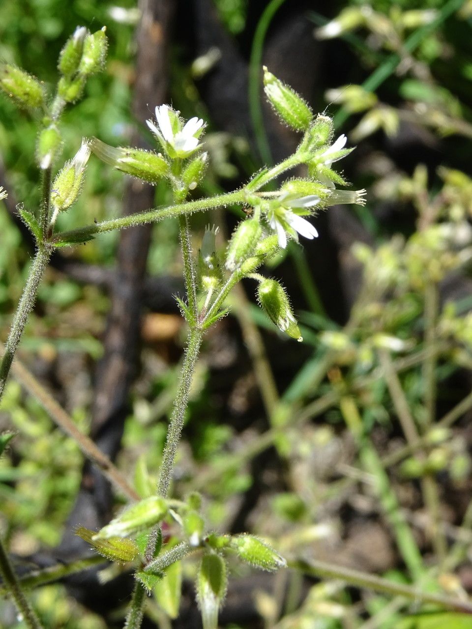 Cerastium glutinosum flower