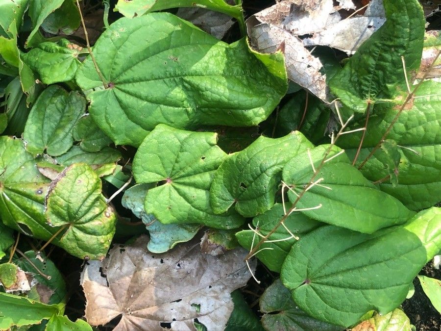 Epimedium baojingense — related species from the same genus