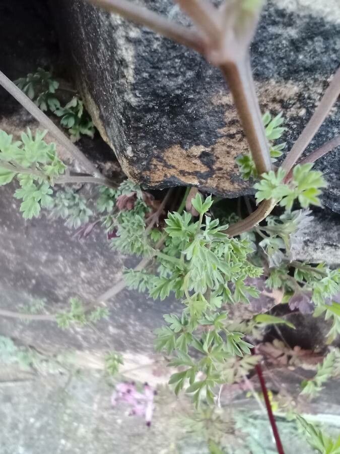 Fumaria barnolae leaf