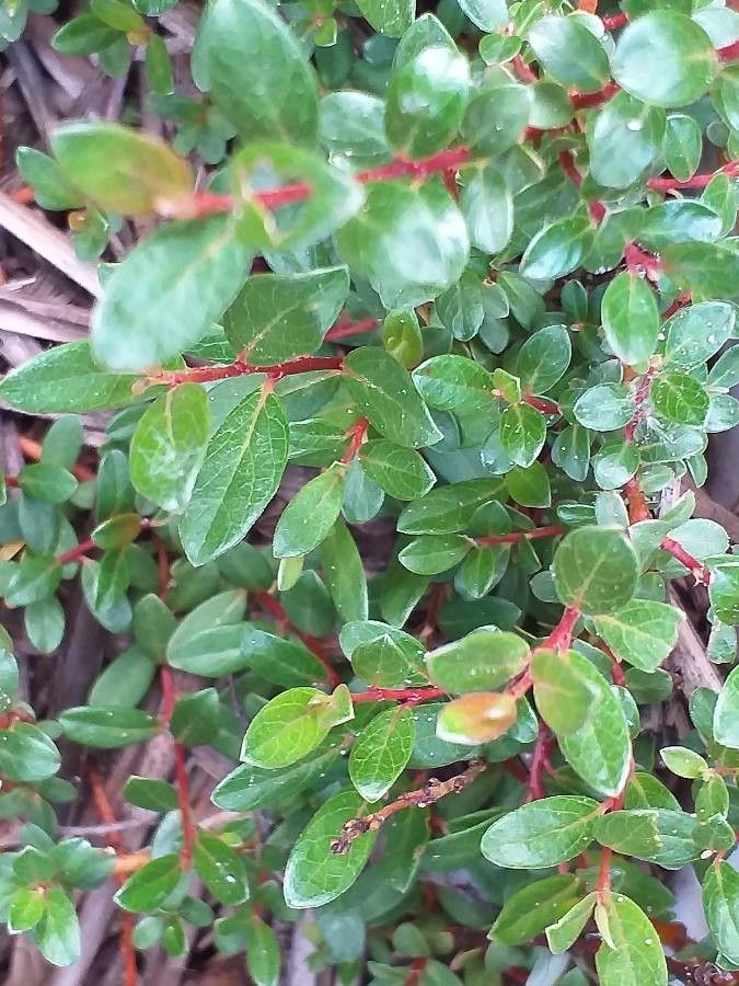 Salix × finnmarchica — houseplant care guide