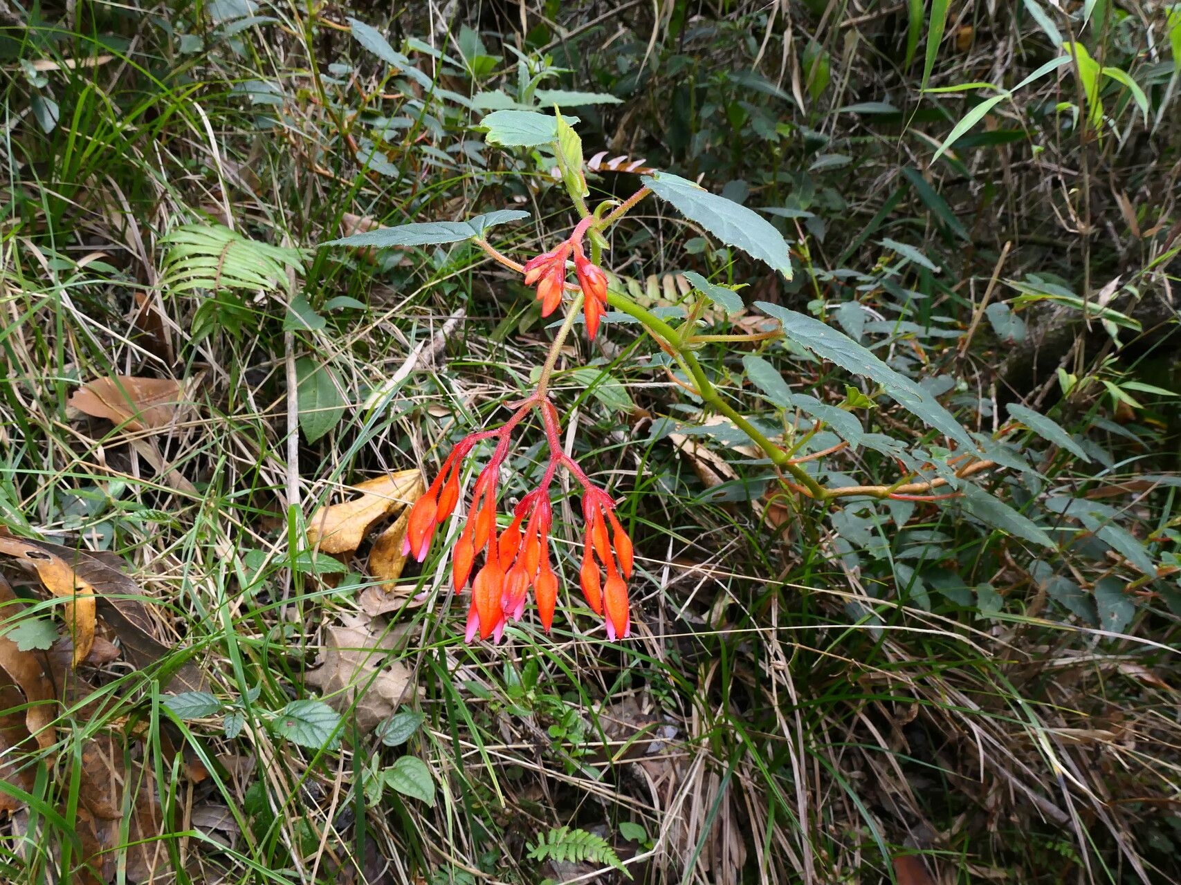 Begonia ferruginea flower
