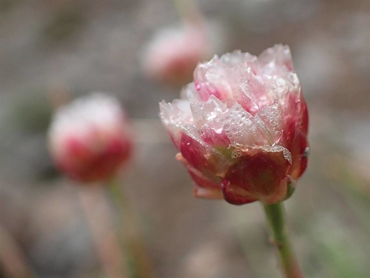Armeria alpina fruit