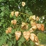 Koelreuteria paniculata