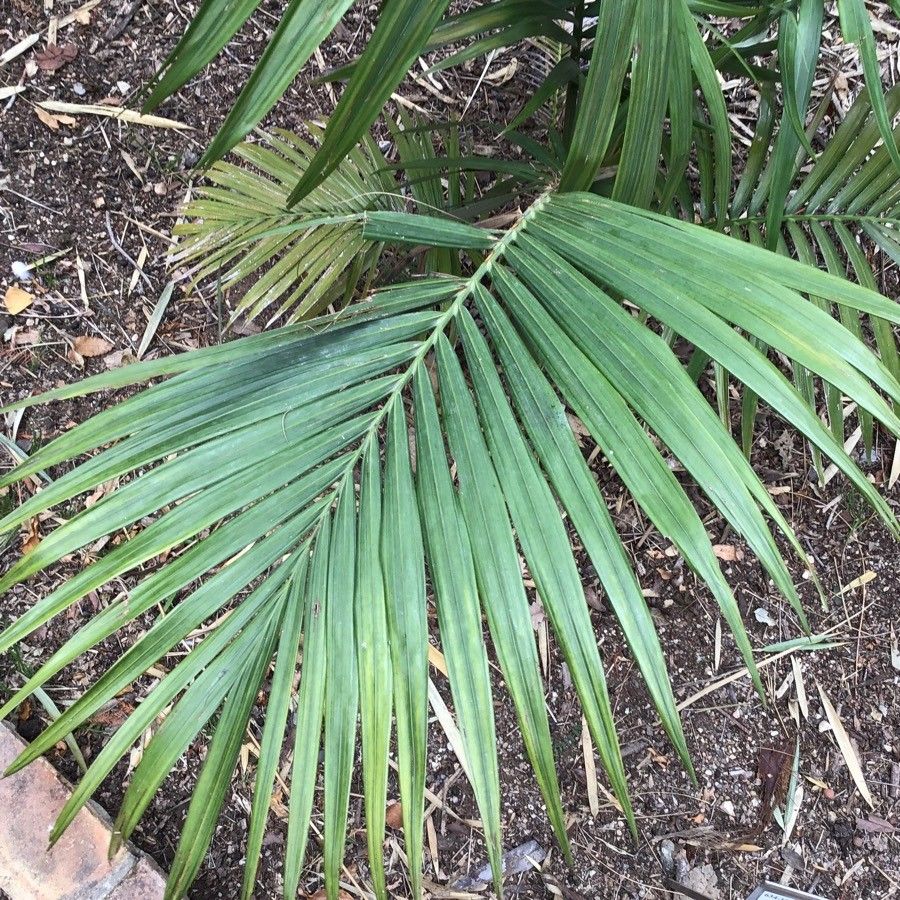 Archontophoenix myolensis — search result for 'Arecaceae'