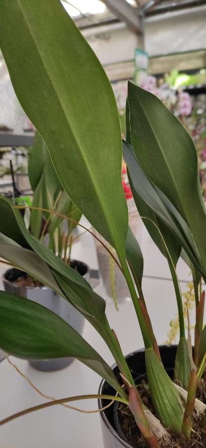 Dendrochilum cobbianum — houseplant care guide