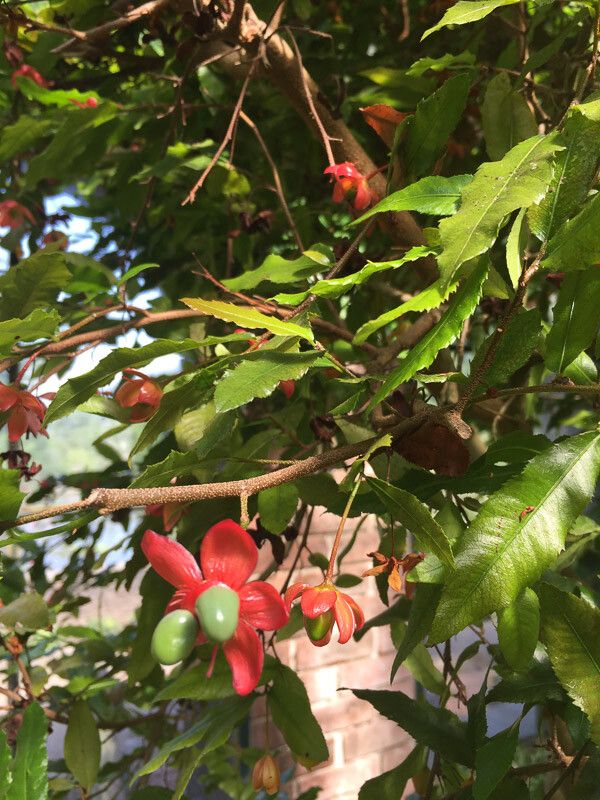 Ochna atropurpurea flower
