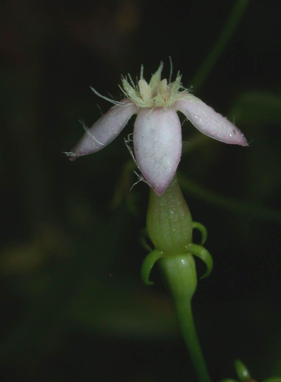 Manettia longipedicellata fruit