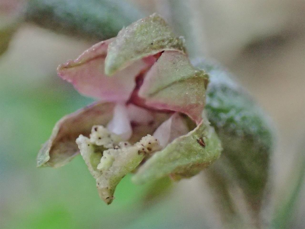 Epipactis microphylla fruit