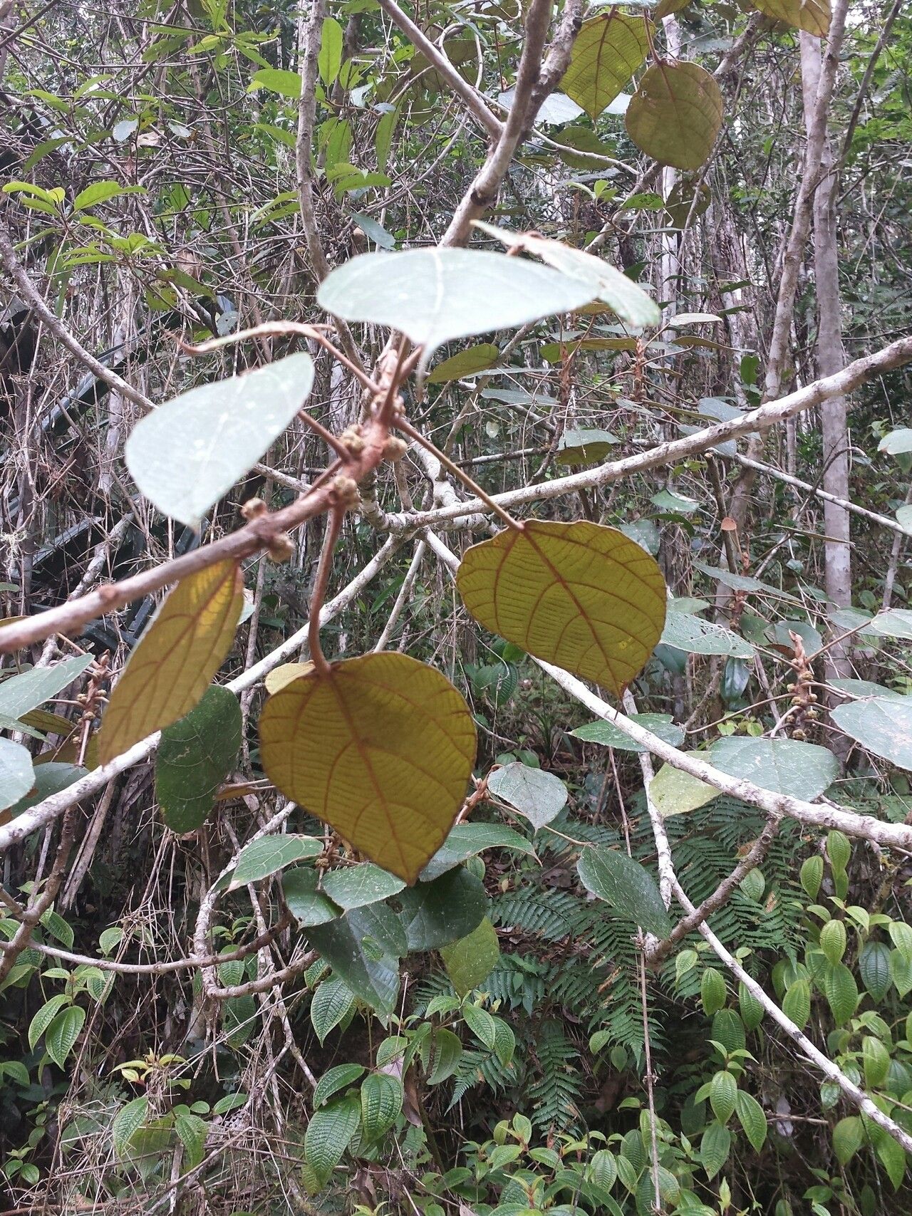 Macaranga cuspidata leaf
