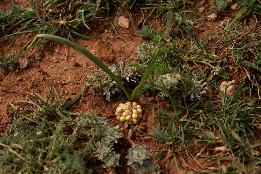 Biarum arundanum — related species from the same genus