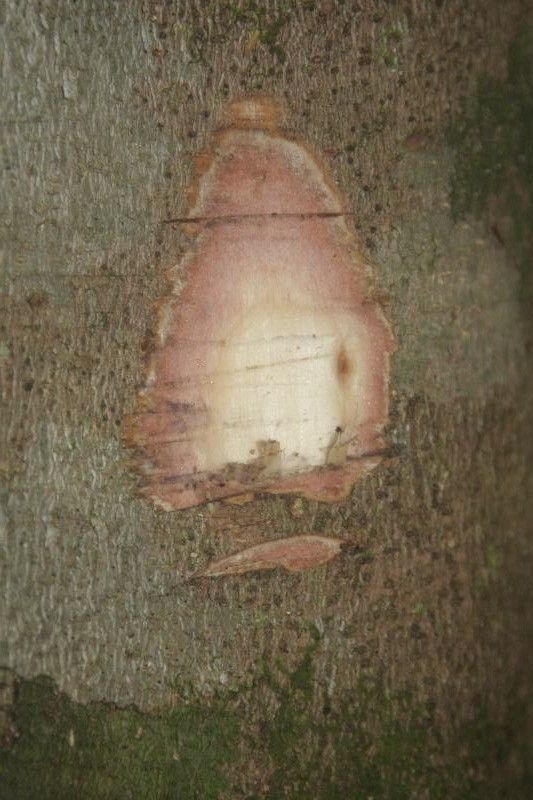 Protium demerarense other