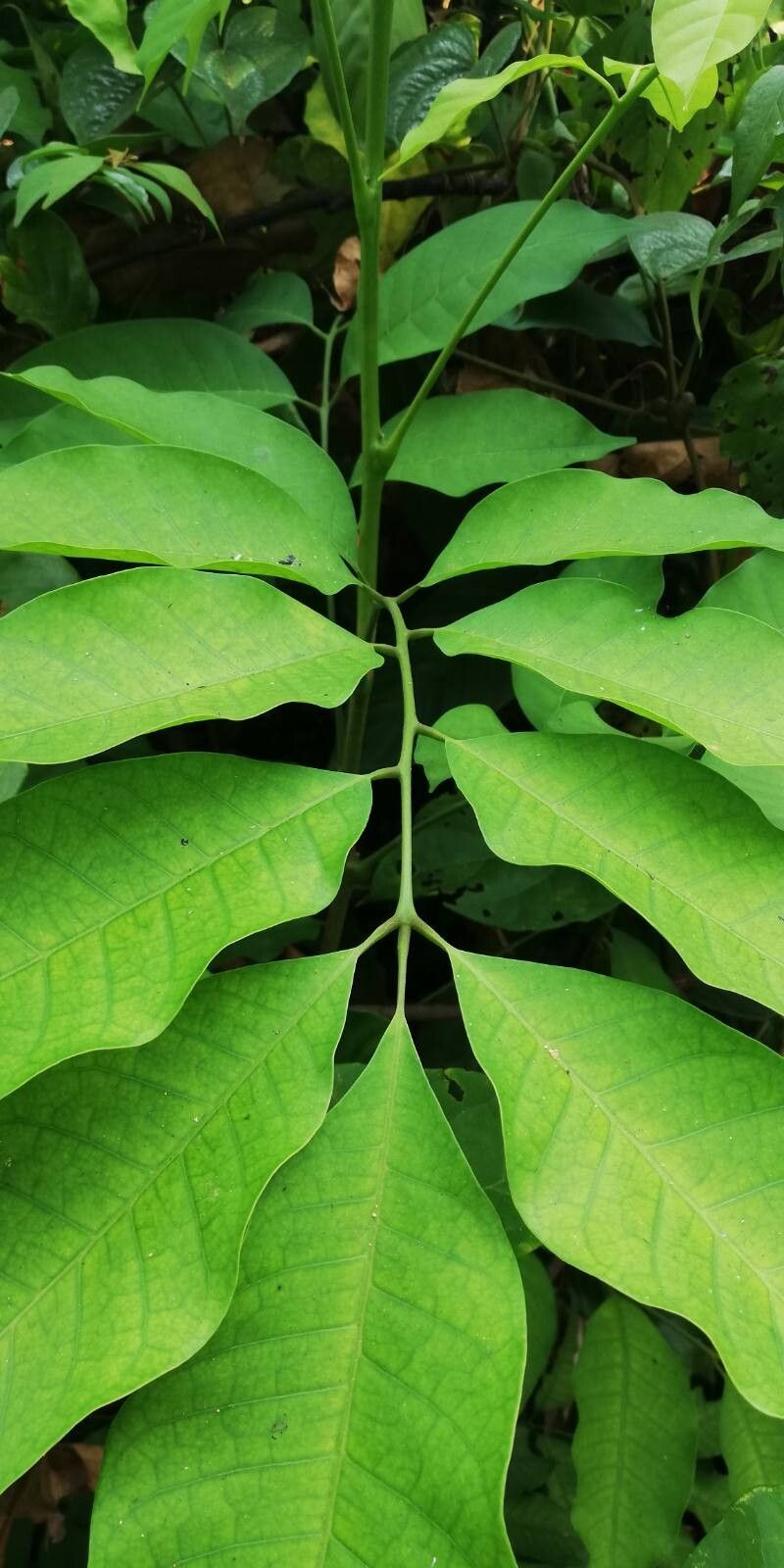 Trichilia gilletii — houseplant care guide