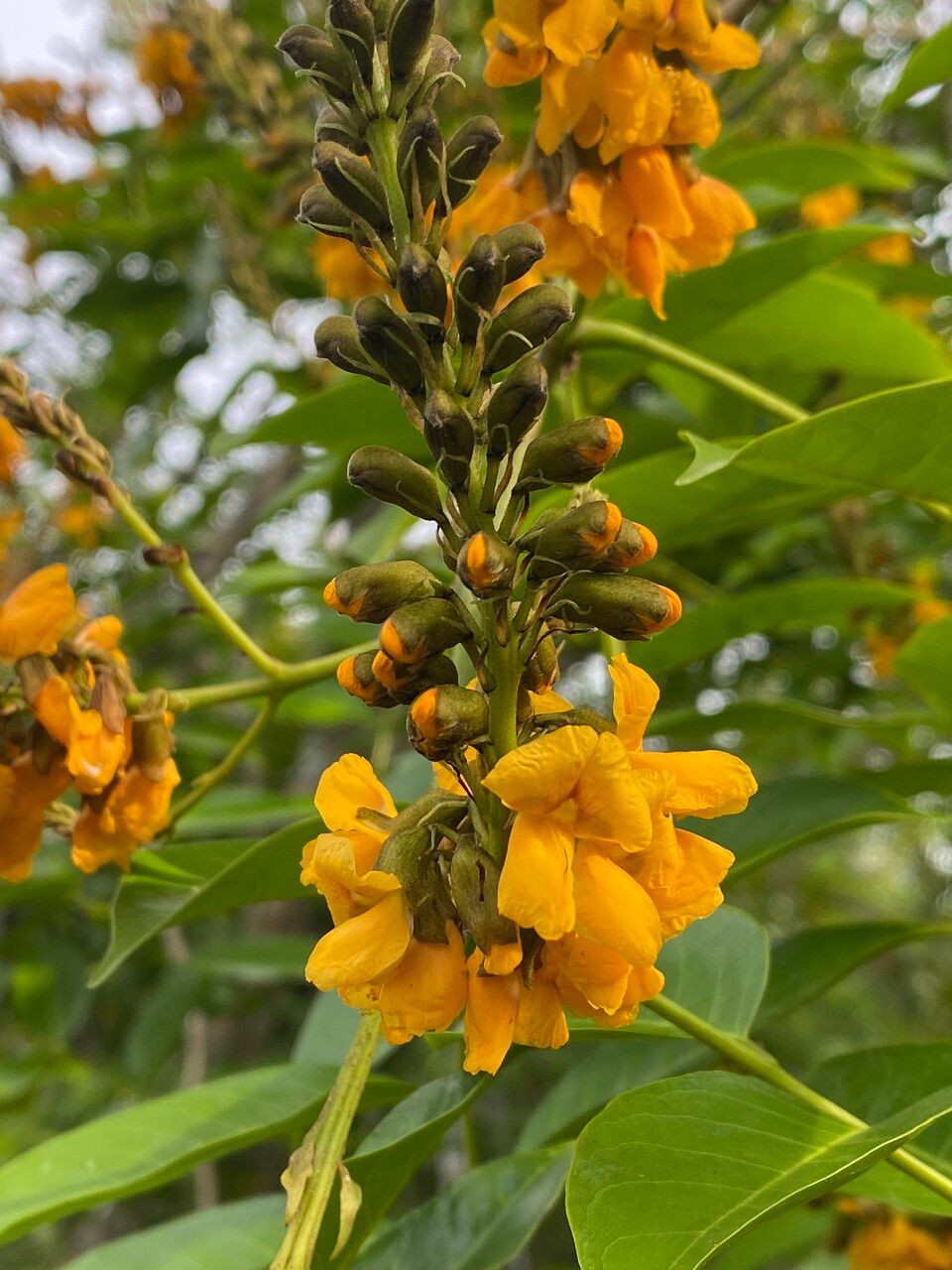 Pterocarpus santalinoides flower