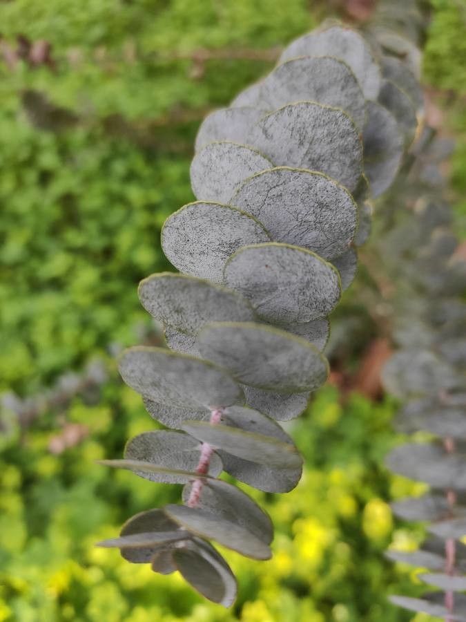 Eucalyptus kruseana — search result for 'Eucalyptus'