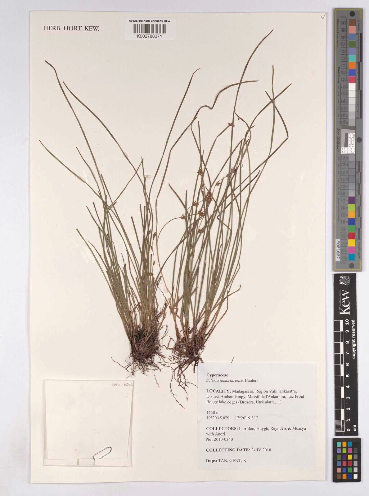 Scleria ankaratrensis — houseplant care guide