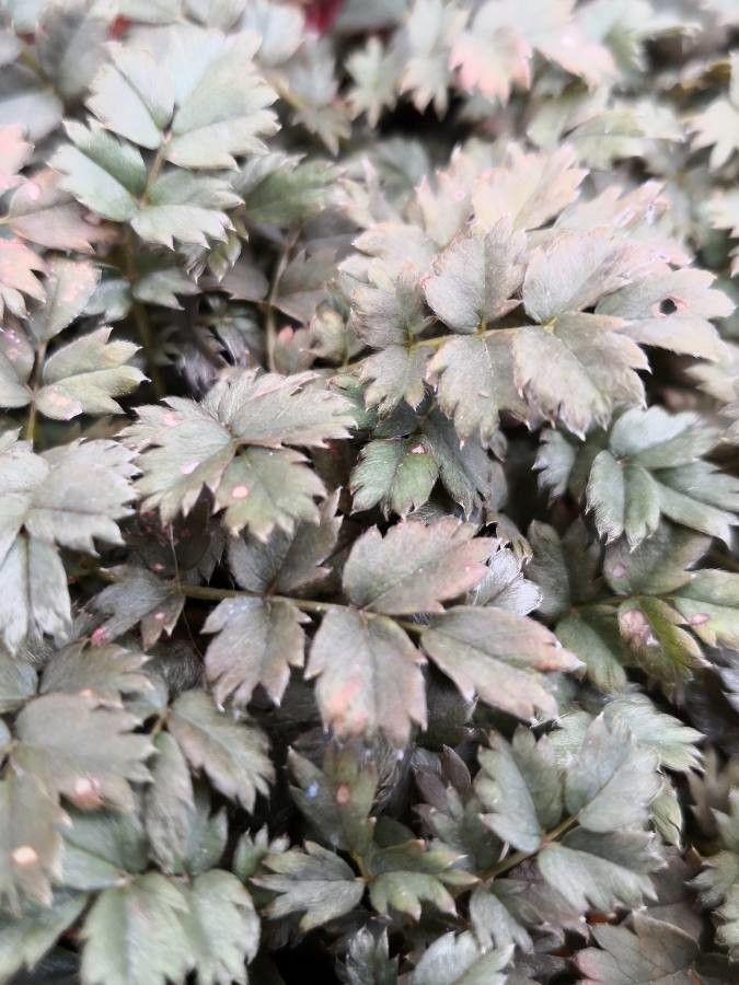 Acaena microphylla leaf