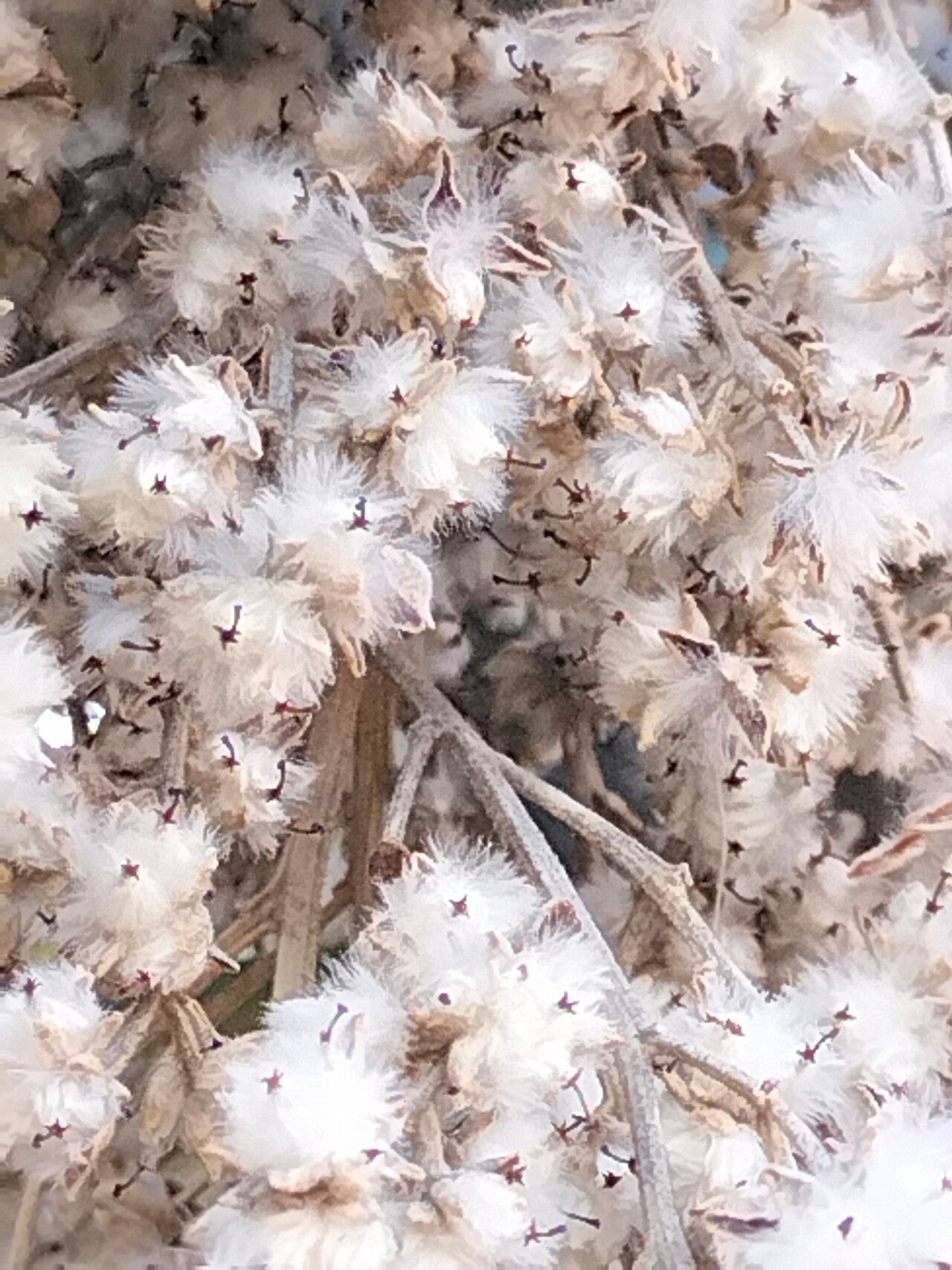 Tarchonanthus camphoratus fruit