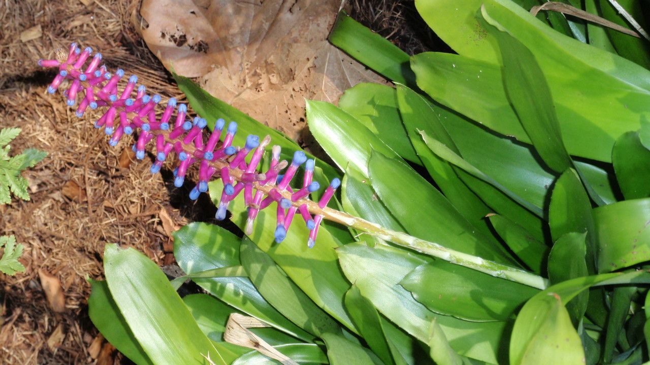 Aechmea gamosepala flower