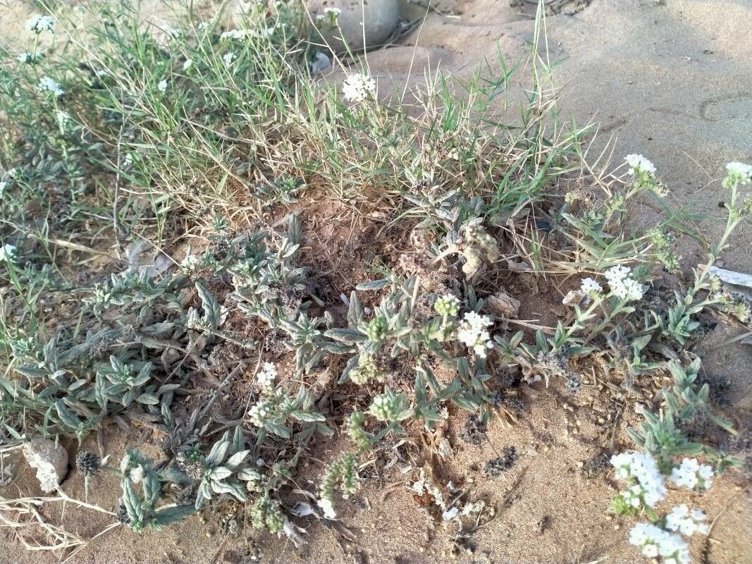 Heliotropium ramosissimum leaf