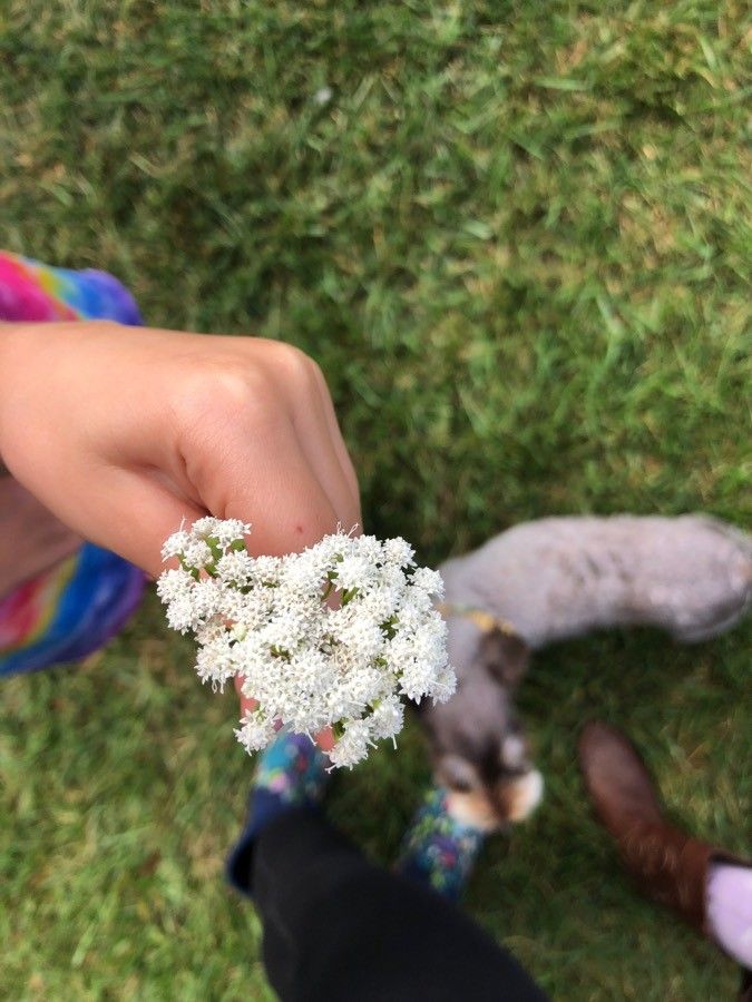 Stevia serrata flower