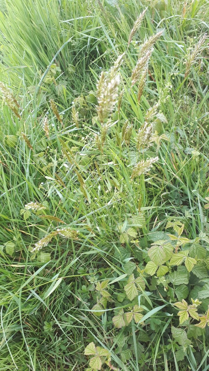 Anthoxanthum odoratum flower