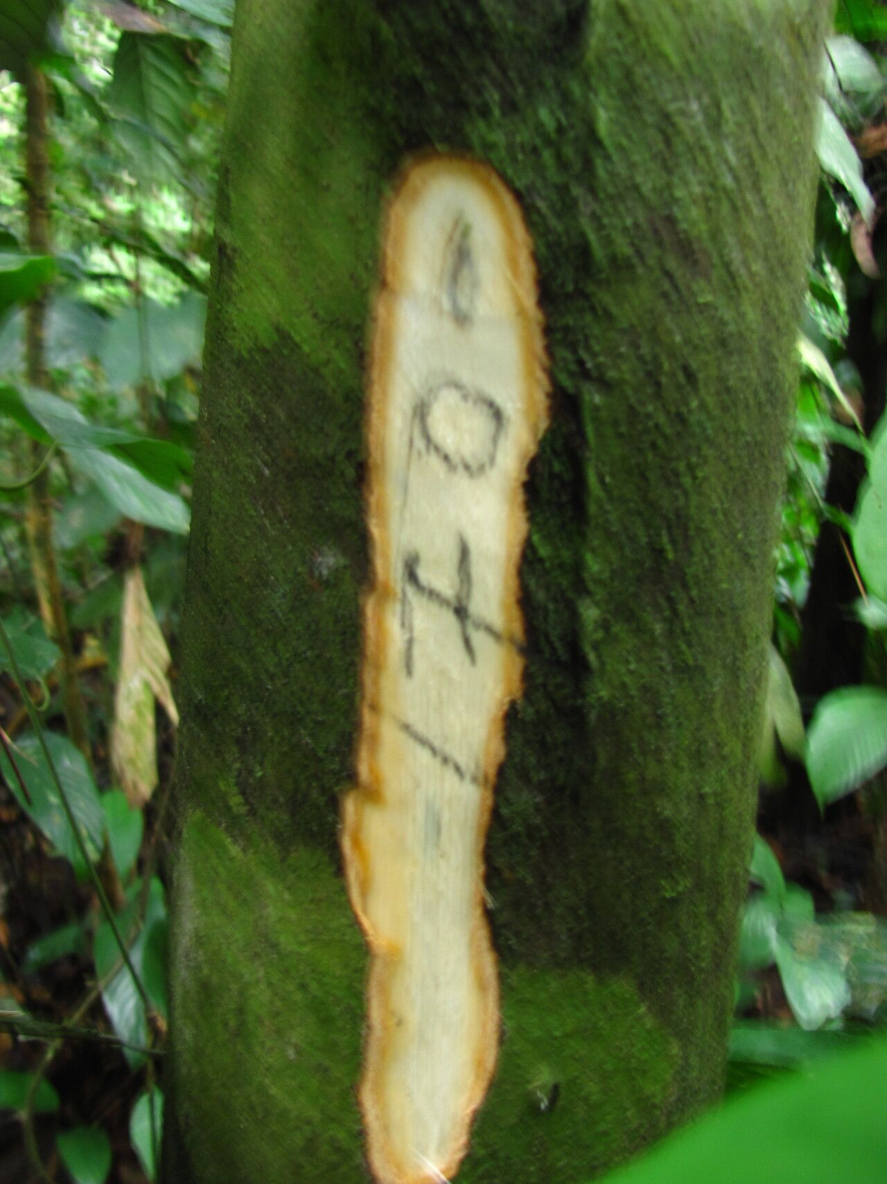 Diospyros piscatoria — houseplant care guide