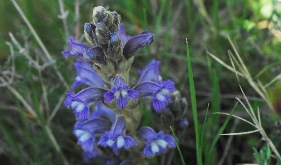 Orobanche purpurea — houseplant care guide