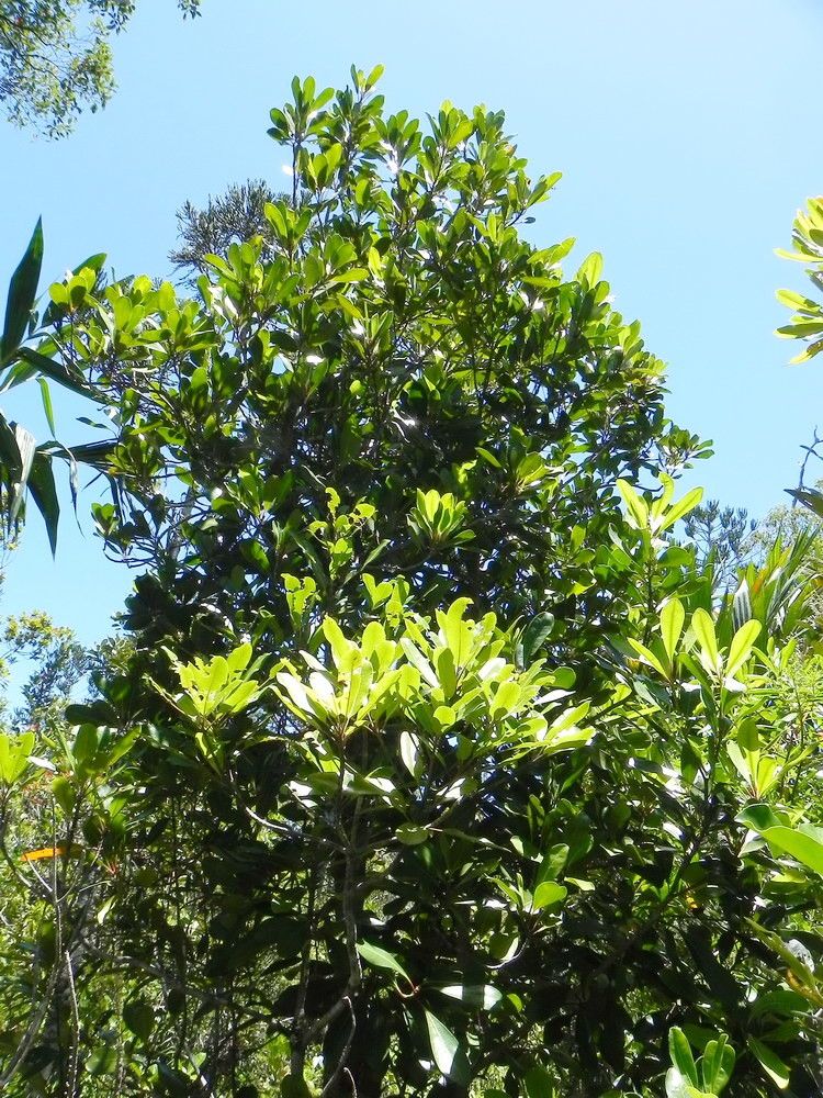 Zygogynum oligostigma habit