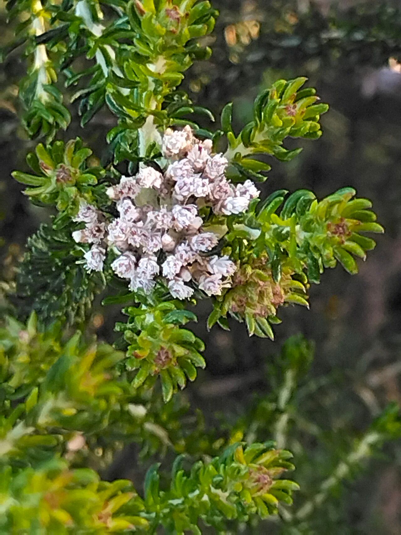 Metalasia muricata flower