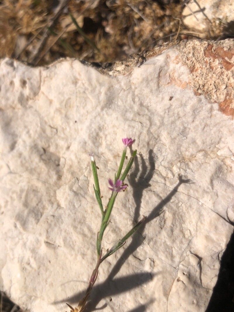 Dianthus nudiflorus flower