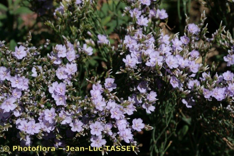 Limonium cosyrense flower