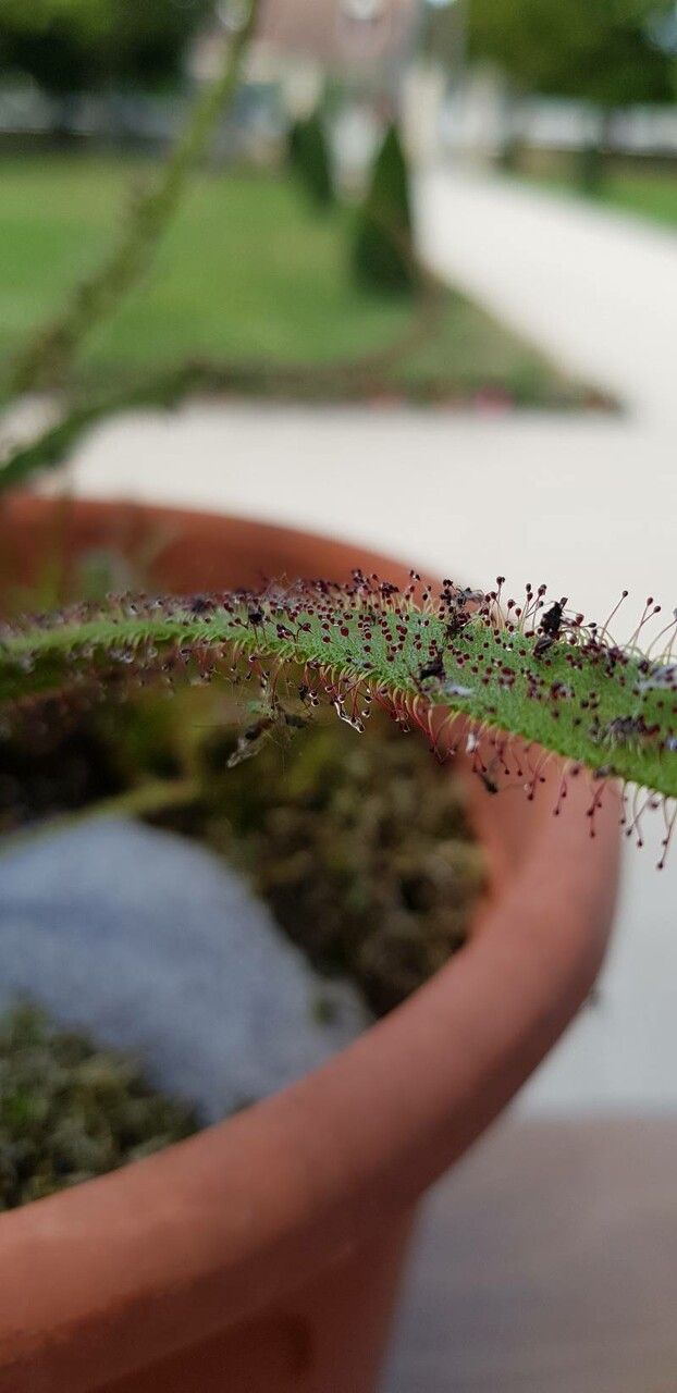 Drosera regia leaf