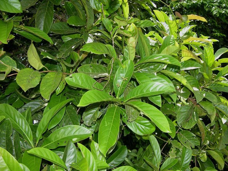 Ocotea pentagona leaf