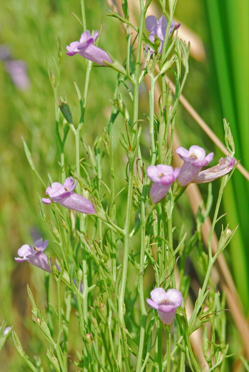 Agalinis calycina habit