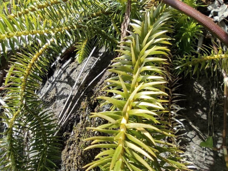 Phlegmariurus squarrosus leaf