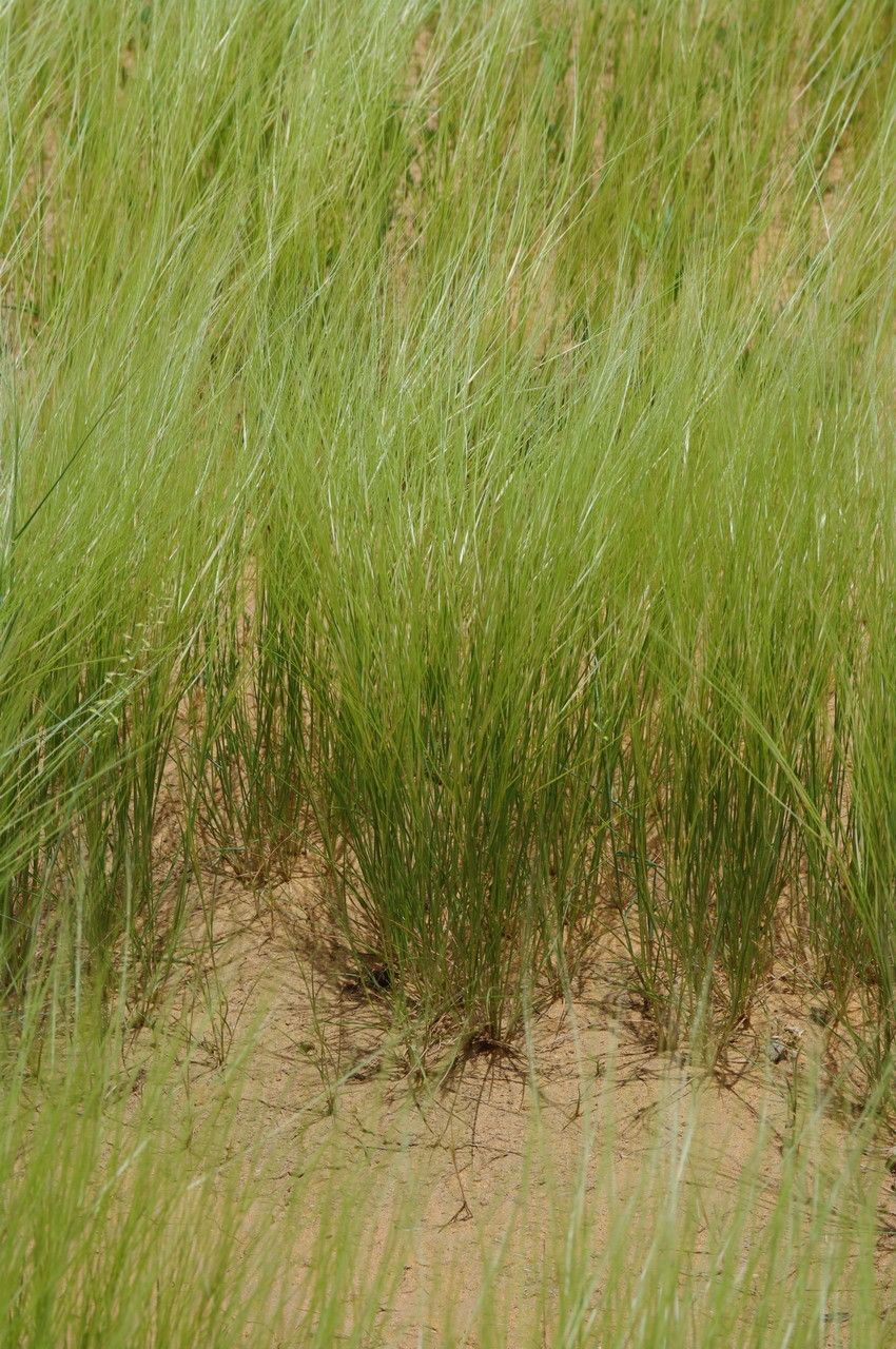 Aristida funiculata habit
