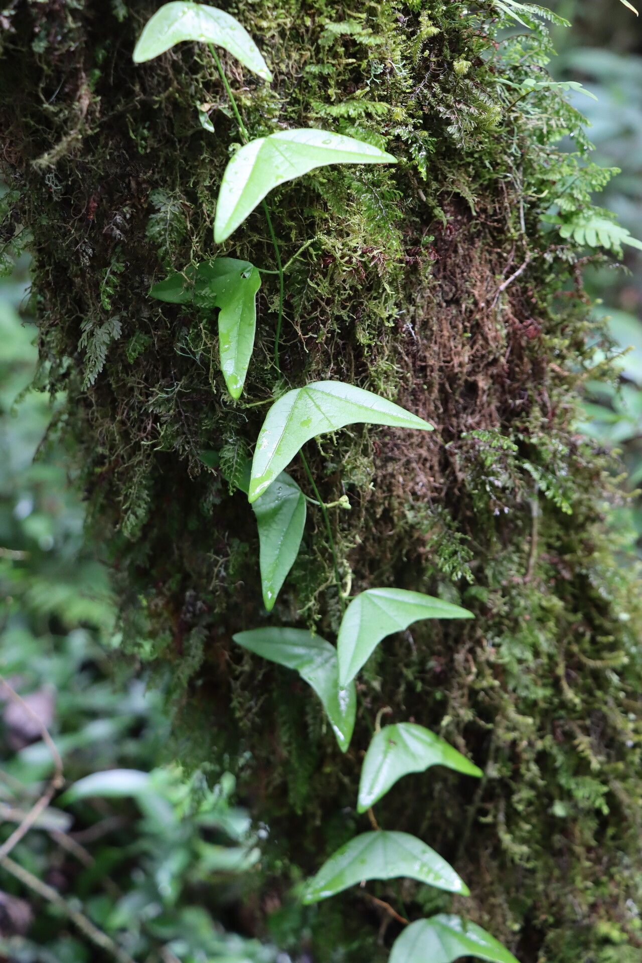 Passiflora solomonii — houseplant care guide