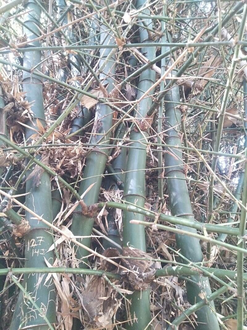 Guadua velutina bark