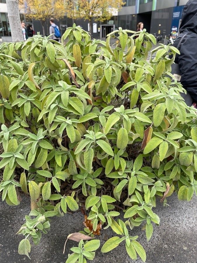 Salvia fruticosa — search result for 'Greece'