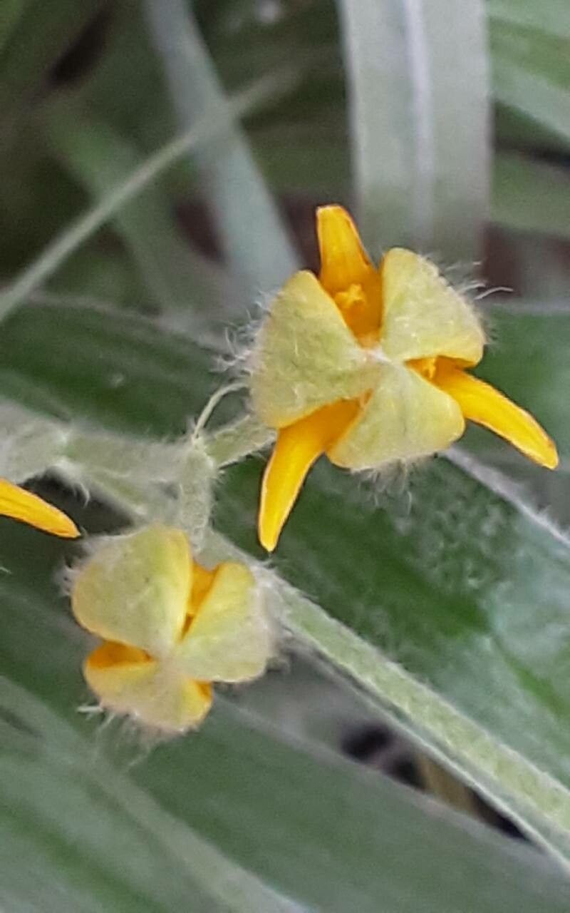 Hypoxis hemerocallidea flower