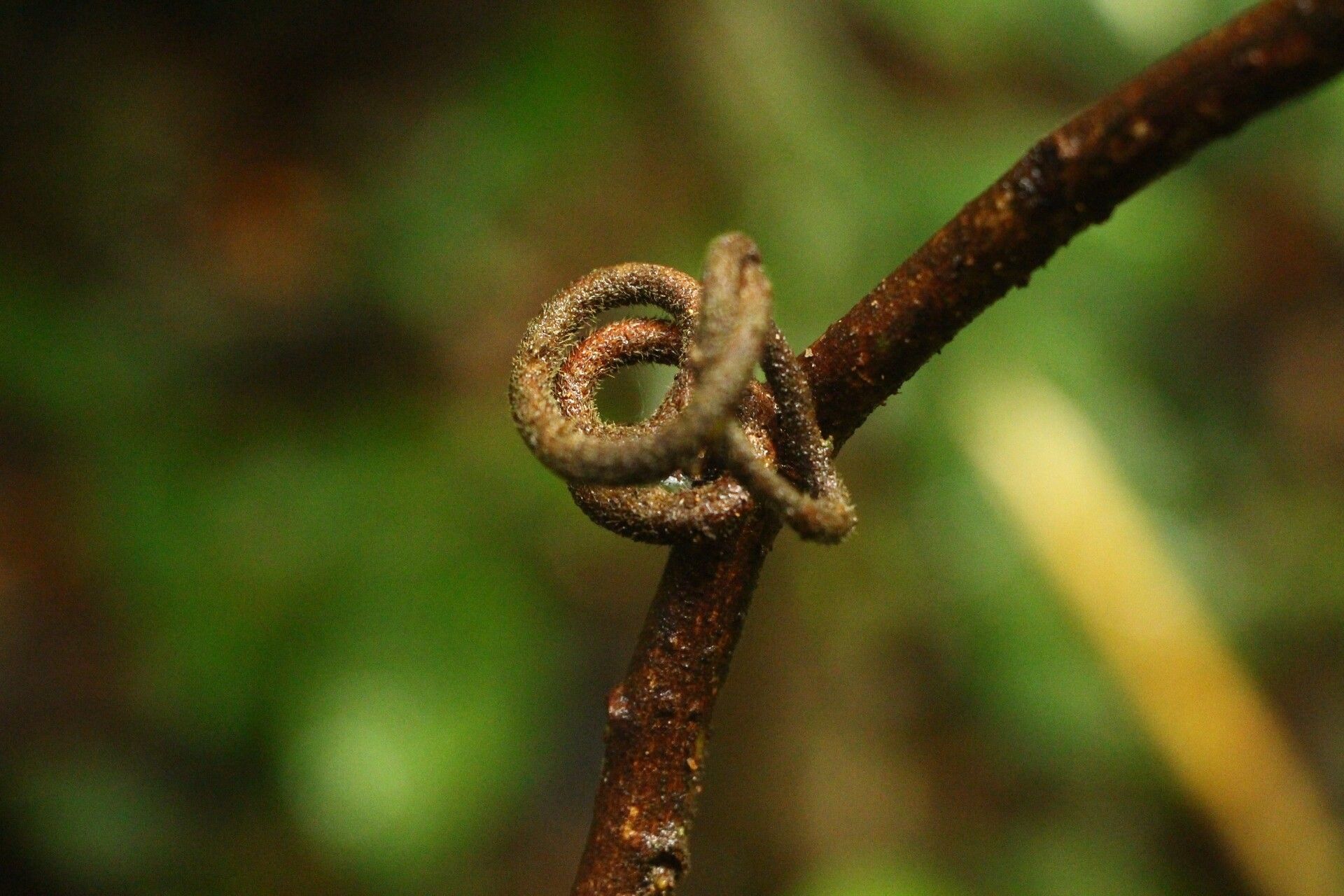 Cnestis corniculata bark