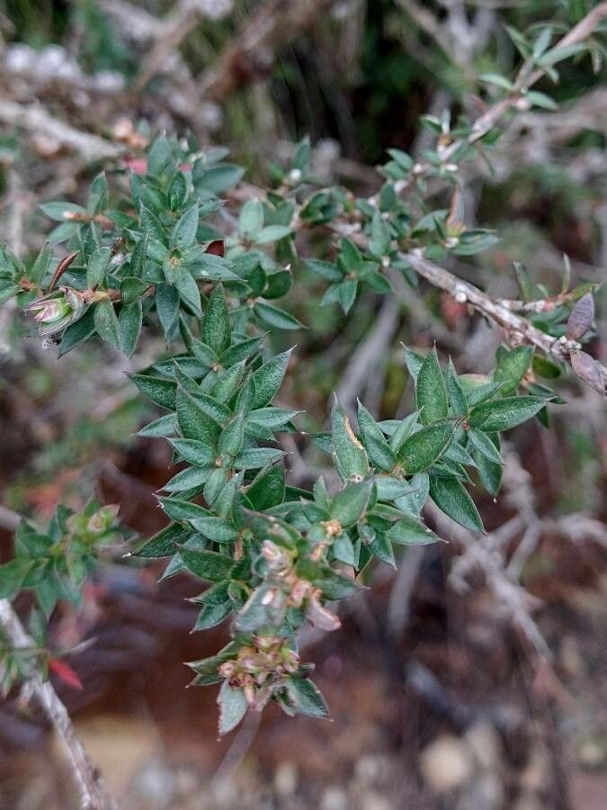 Leptospermum squarrosum — search result for 'Myrtaceae'