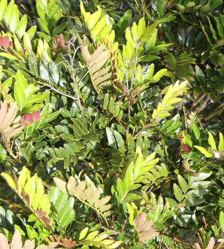 Loxodiscus coriaceus — search result for 'Sapindaceae'