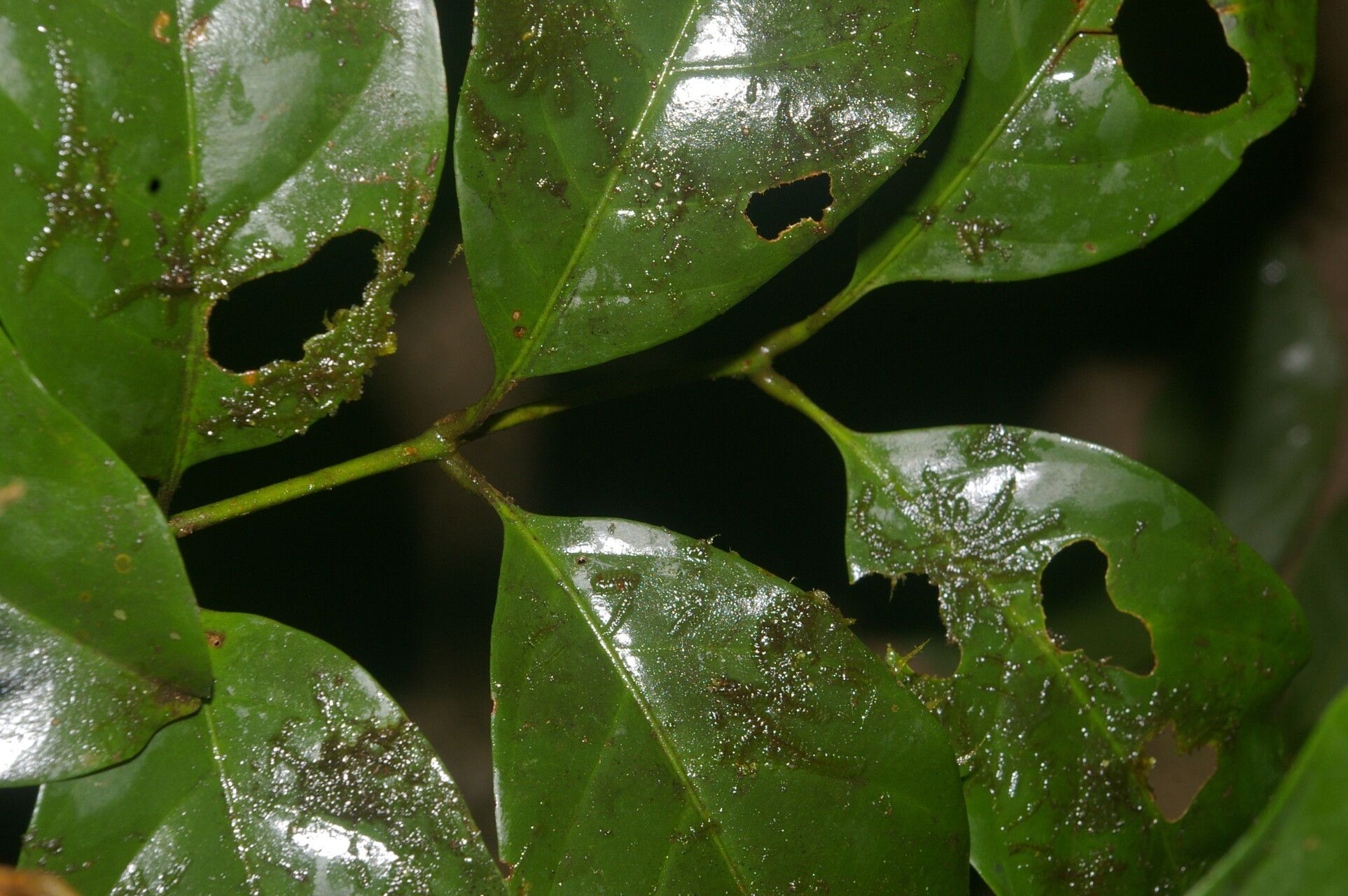 Guarea zarceroensis — houseplant care guide