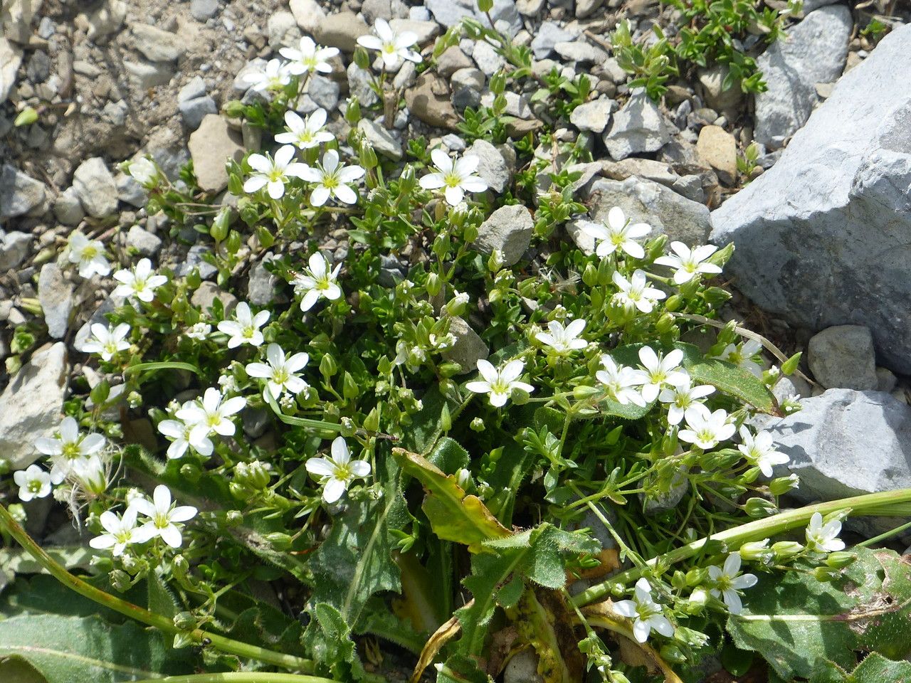 Arenaria ciliata habit