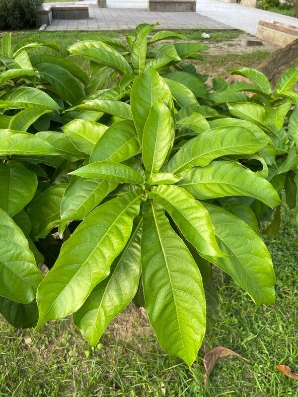 Barringtonia racemosa — search result for 'Laos'