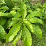 Barringtonia racemosa