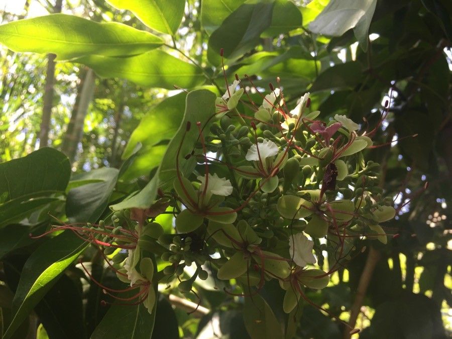 Intsia bijuga flower